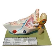 Human-Ear-Model