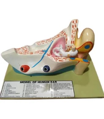 Human-Ear-Model