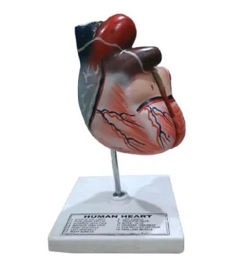 Human-Heart-Model