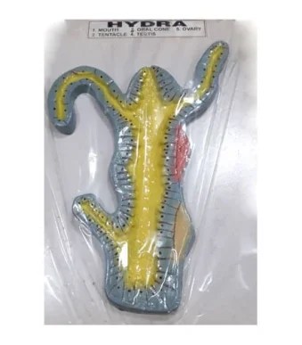 Hydra-Artificial-Model