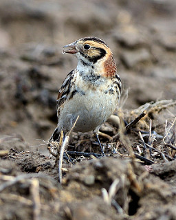 Lapland Longspur. Image courtesy of Dave Inman from Flickr