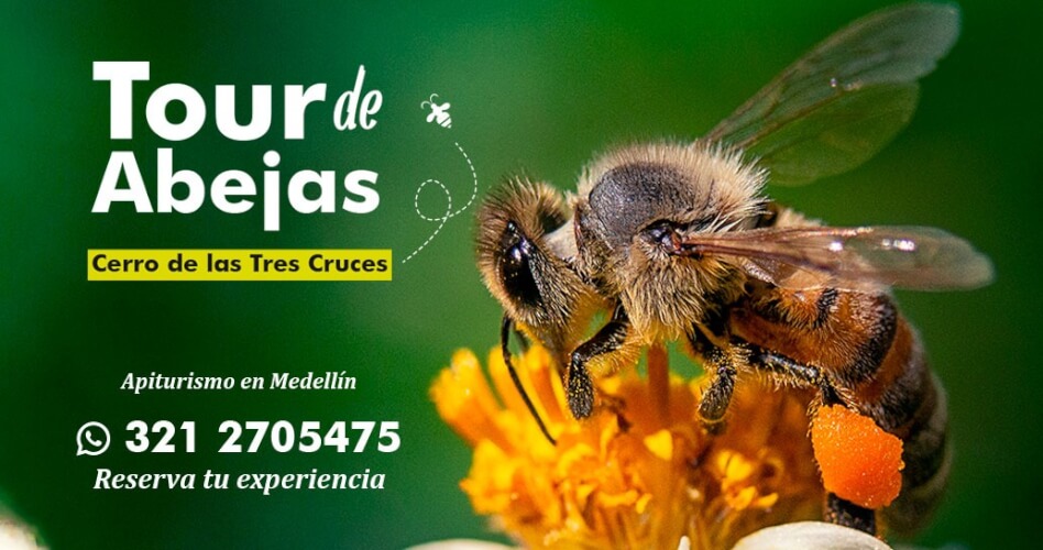 tour de abejas web