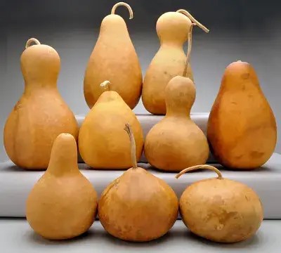 Différentes formes de calebasse