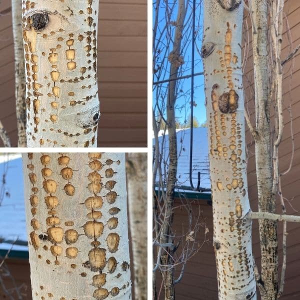 LAM Aspen Pests and Issues - LAM Tree Service