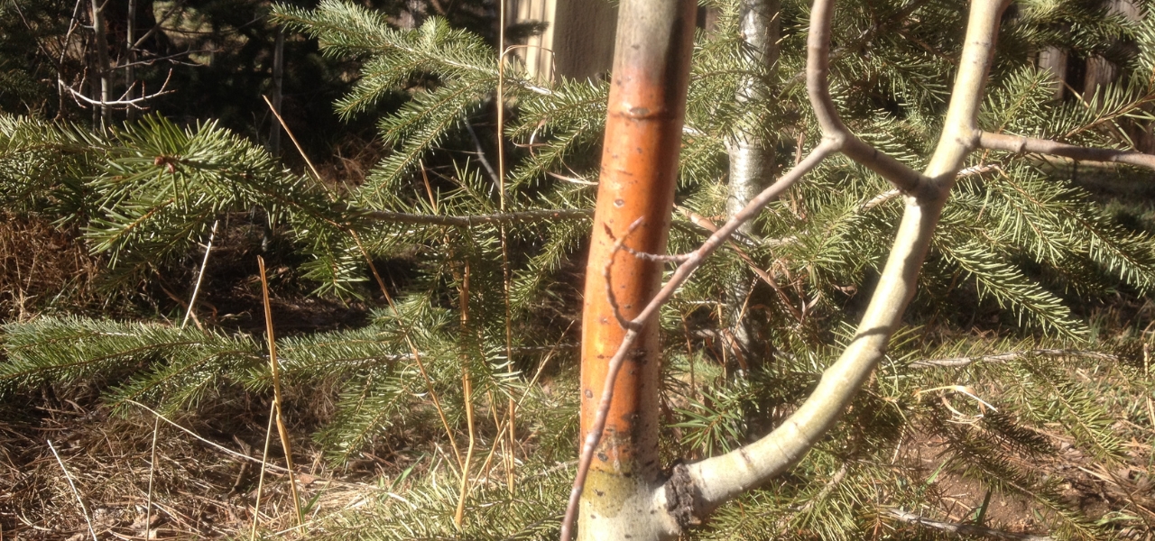Aspen tree trunk displaying classic cytospora canker symptoms with orange bark discoloration and canker formation in Colorado foothills.