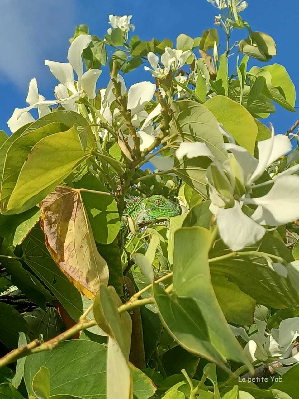 dissimulation iguane vert