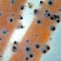 Podospora