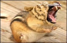 souris-tigre