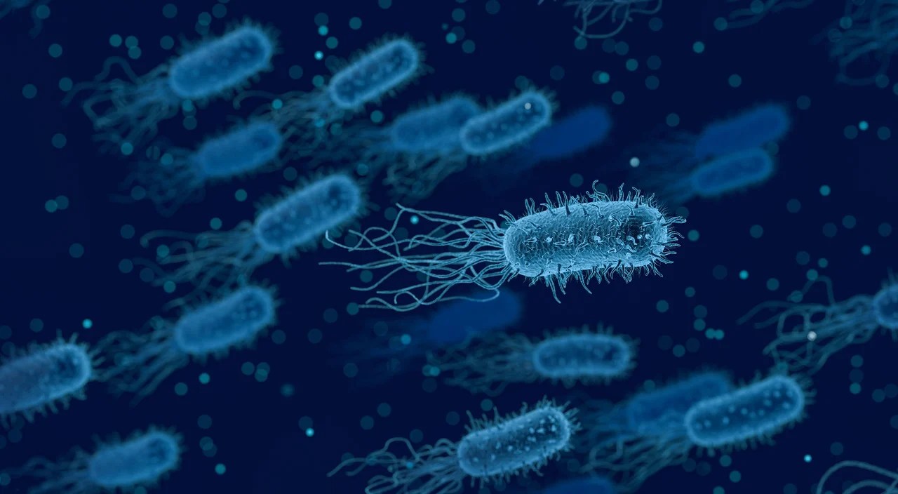 bacteries