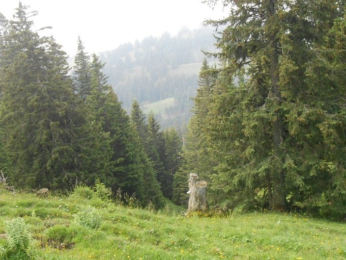 boschi sul Rigi
