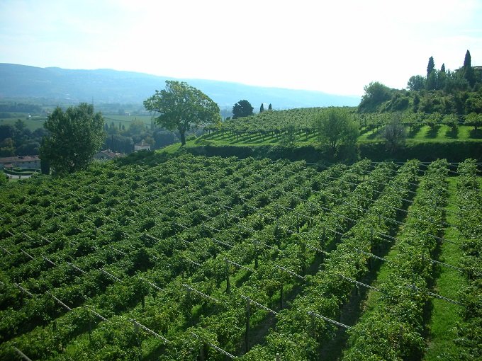 vigneto
