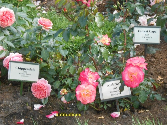 roseto a Rundale