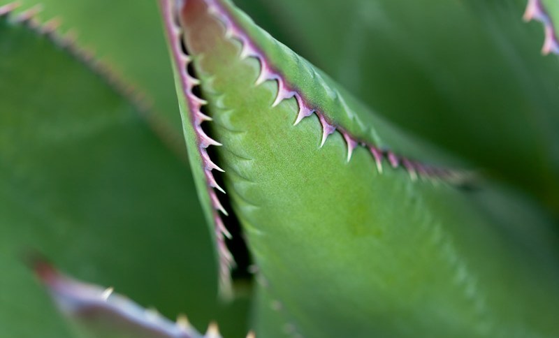 Close Up of Shaw's Agave Leaves