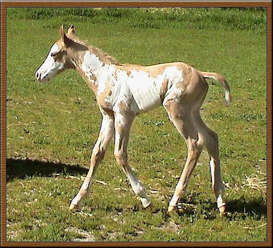 Image result for Palominos