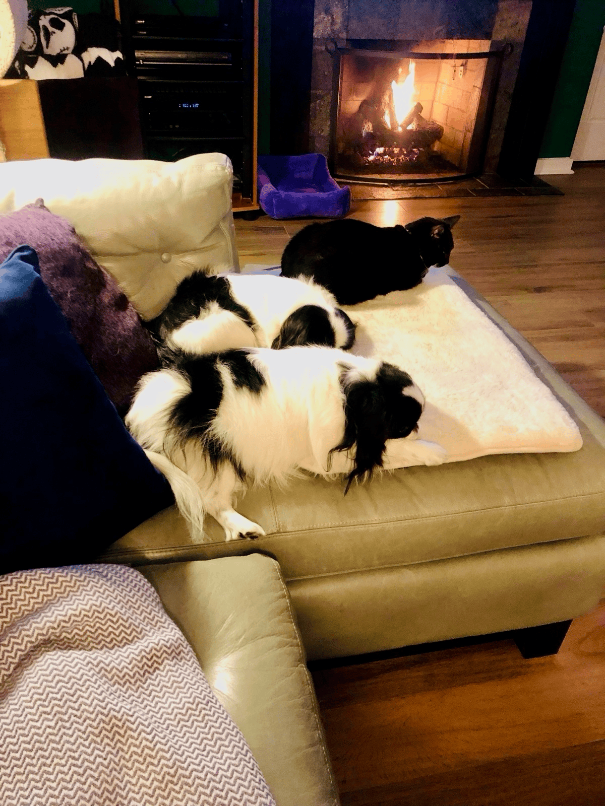 Two dogs and a cat by a fireplace