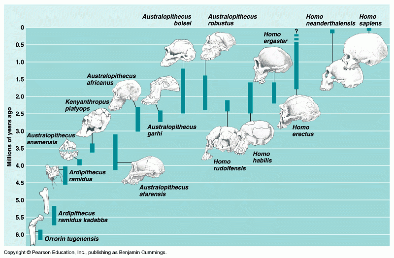 Human Evolution