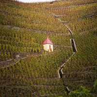Matt Walls in Decanter – Côte-Rôtie alternatives