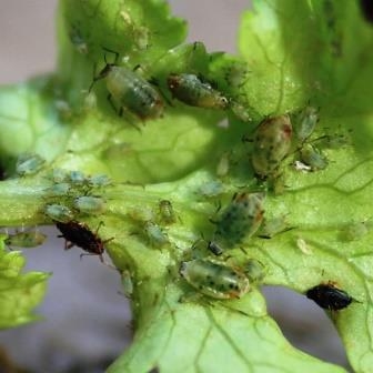 Add beans and their liquid to the pan. How To Make White Oil Leaf Root Fruit Gardening Services