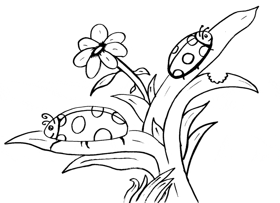 Download the printable ladybug coloring sheet today! Ladybug Coloring Pages Drawings Learn About Nature