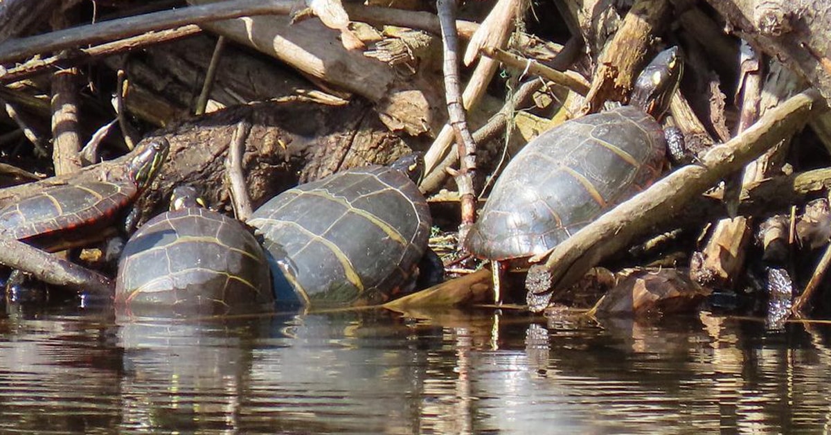 Do turtles hibernate?