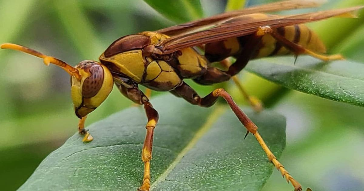 Great black wasp facts