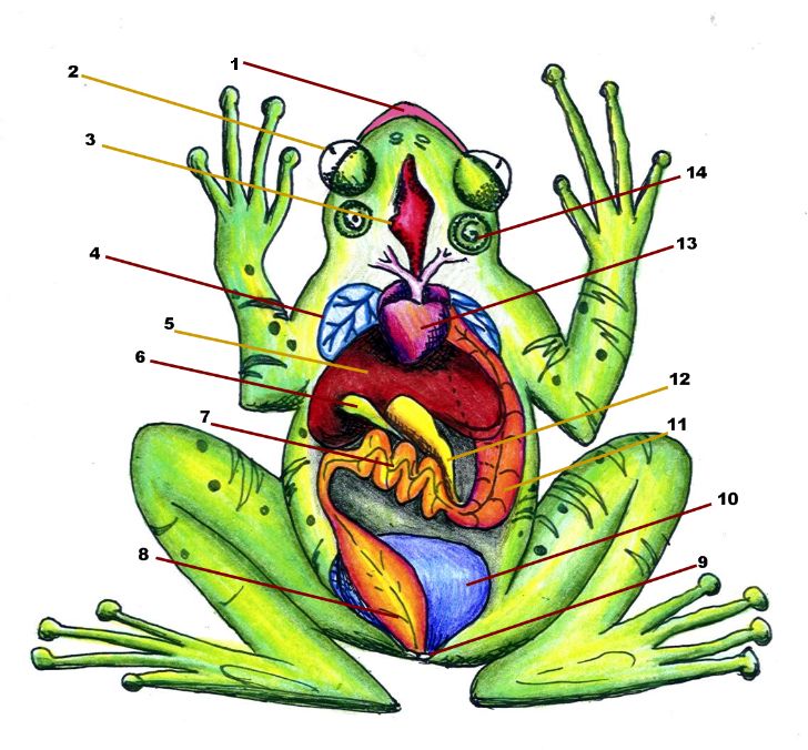 How to draw a diagram of frog anatomy