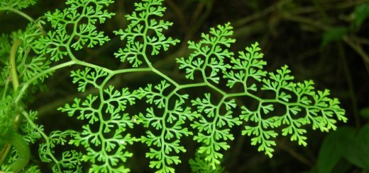 Understanding the program in Cpp