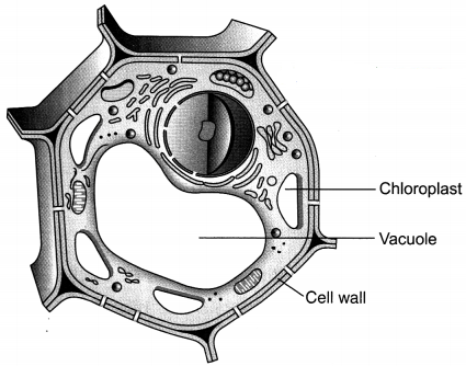 Most mature plant cells have one large vacuole that typically occupies . The Fundamental Unit Of Life Class 9 Extra Questions And Answers Science Chapter 5