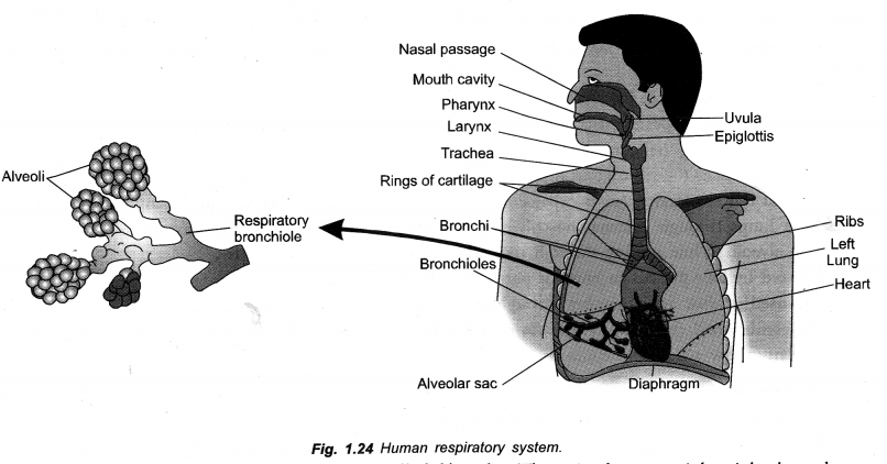 We Have Begun Our Unit On Living Systems In Science Thank Gosh Because Earth And Physical Scie Teaching Science Human Body Systems Circulatory System Projects 21The vertical scale measures the volume of air in the chamber.
