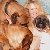 Bullmastiff Puppies For Sale In Maine Bullmastiff Breeders And Information