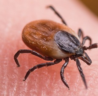 How to Remove a Tick