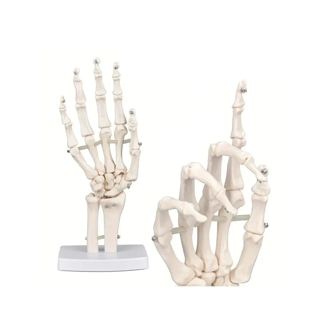 Hånd anatomisk modell