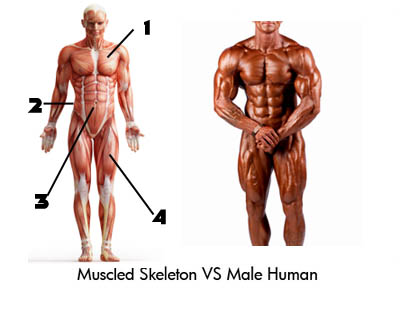 You may wonder how many muscles you actually have in your body, but you might not know that there are three different types of muscle. Body Fat Percentages And Pictures Leigh Peele Find Your Bf