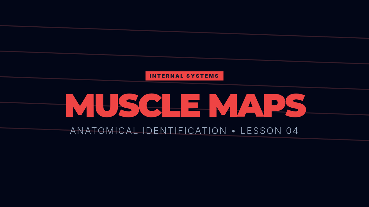 Muscle Anatomy Mapping Lesson Lenny Learning 1200 