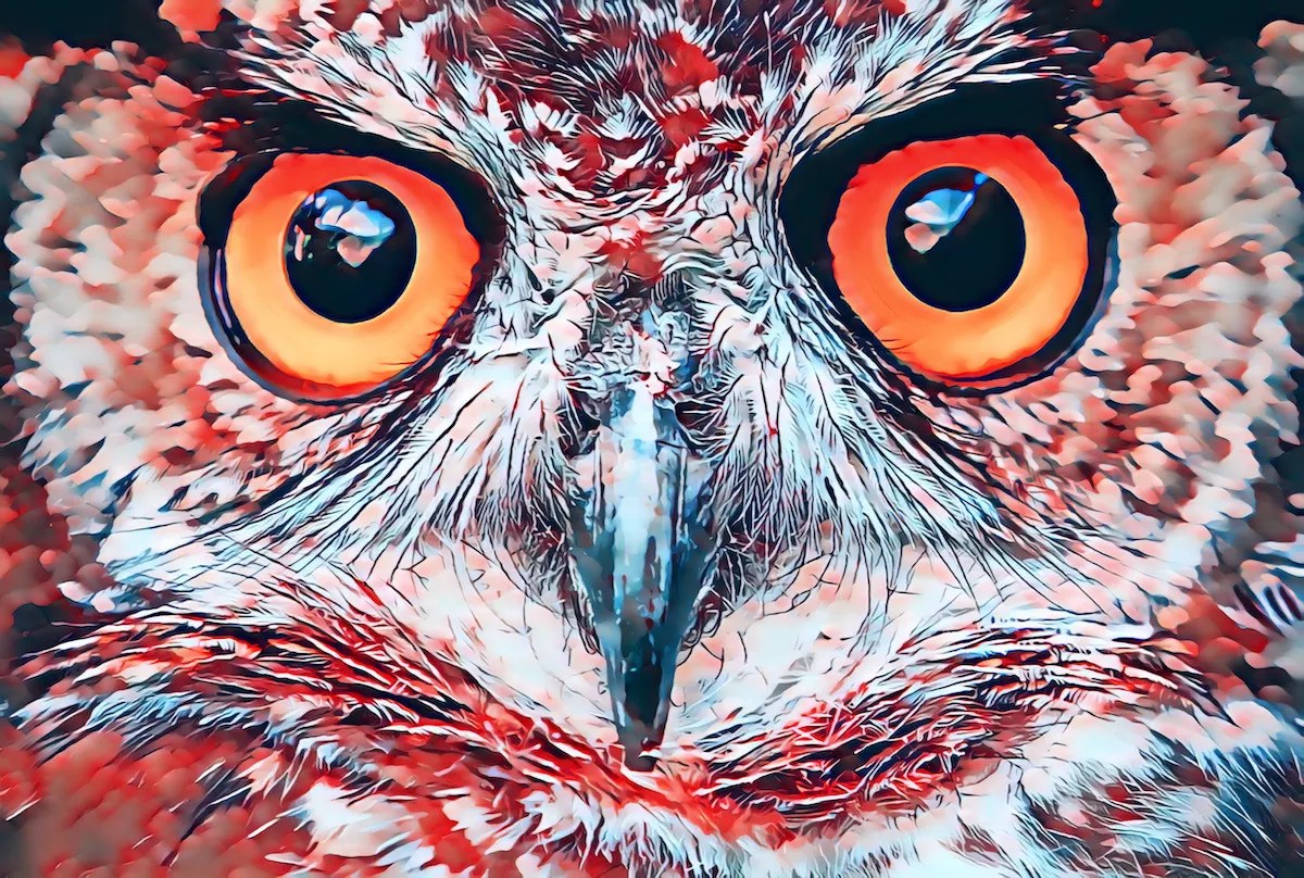 owl