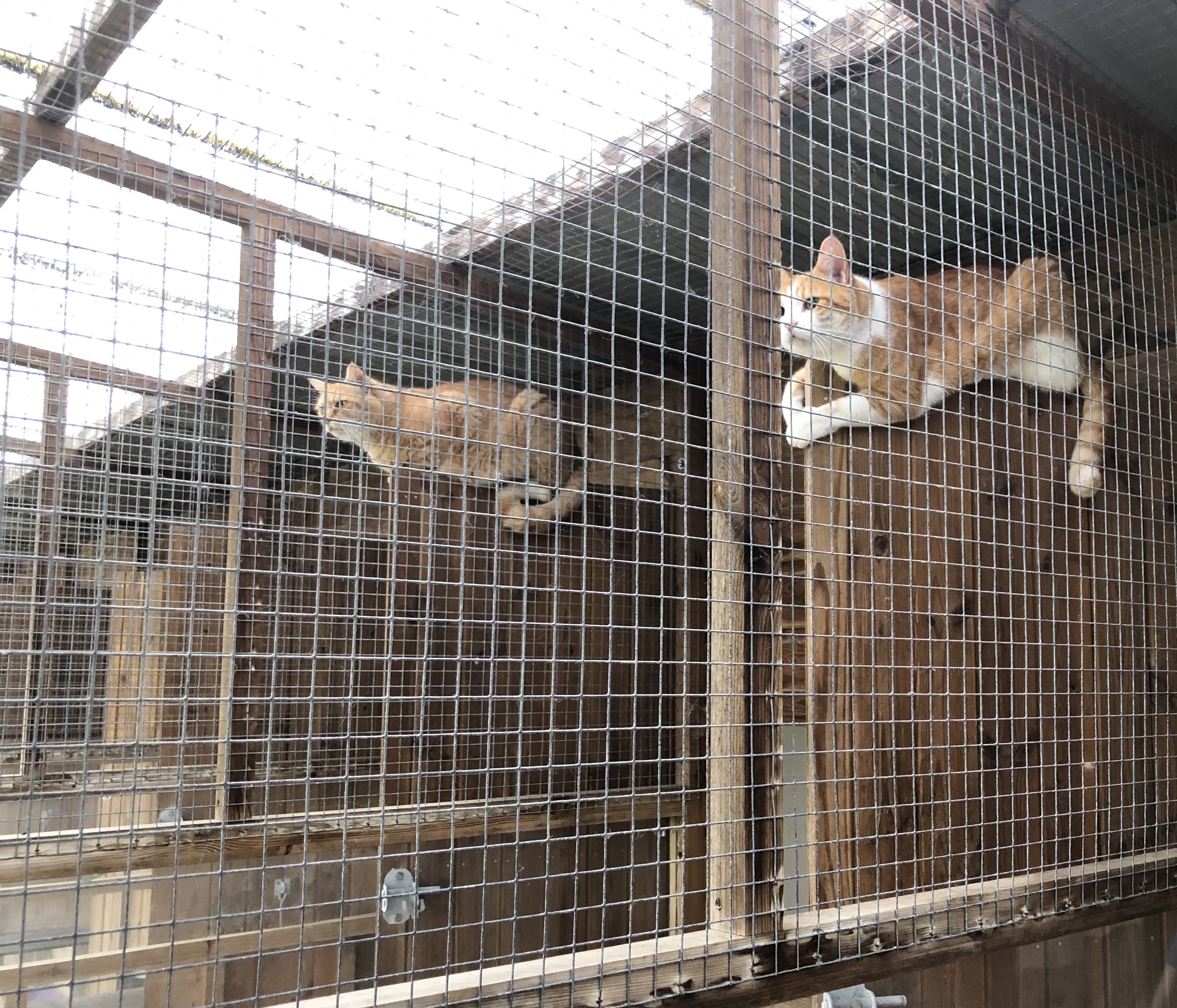 the scratching post cattery