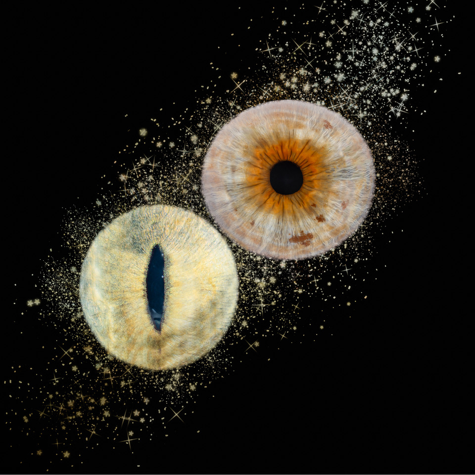 Photographe d'iris autour d'Alissas