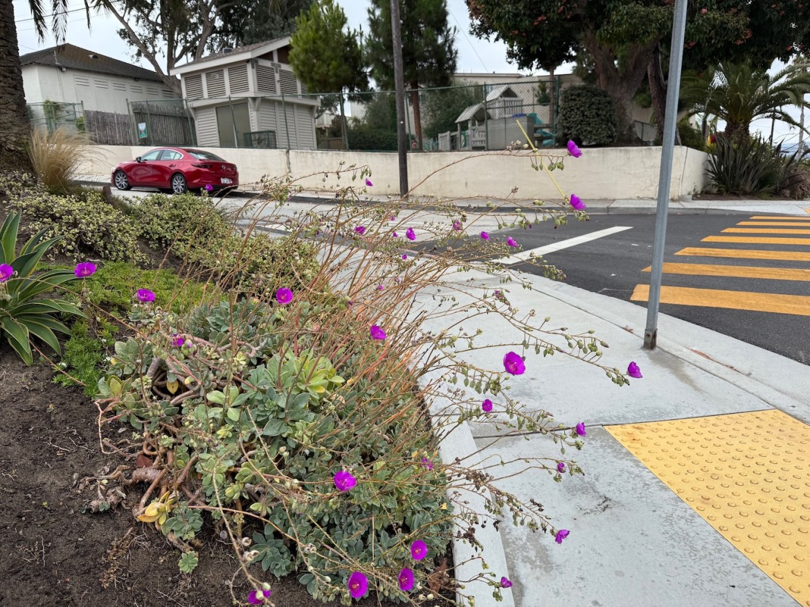A suburban intersection with a bed of flowers in the left foreground, a yellow pedestrian crossing in the right foreground, and a street with light grey cement pavements each side curving through from bottom left to top right. On the far side of the street are some nondescript back yards a red car, and some trees.
