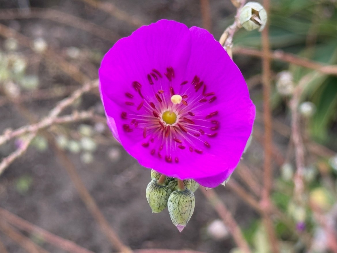 A macro shot of a single one of the purple flower with a soft-focus background showing hints of bare soil tones.