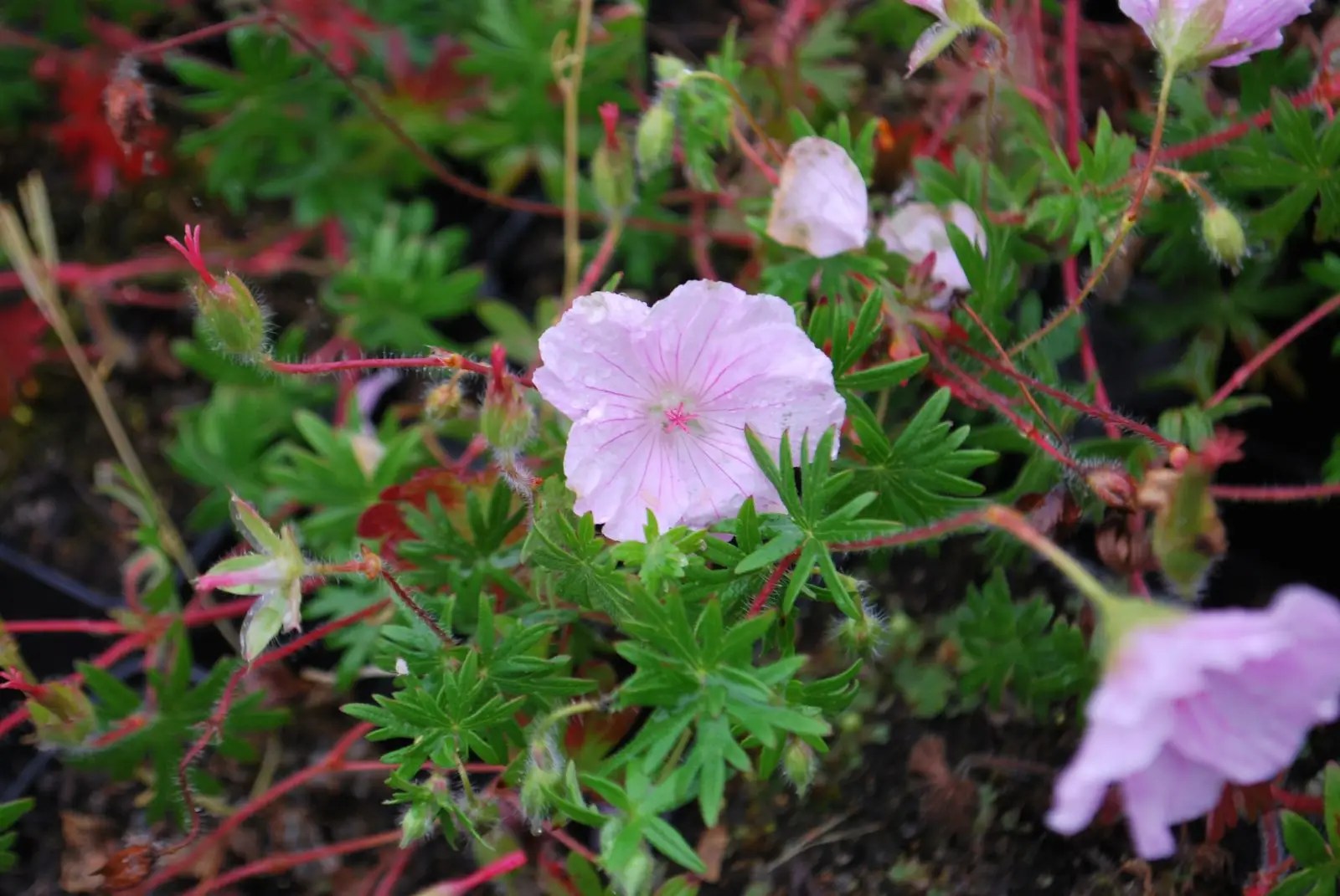Geranium Striatum Perennials For Sale Uk Letsgoplanting Co Uk
