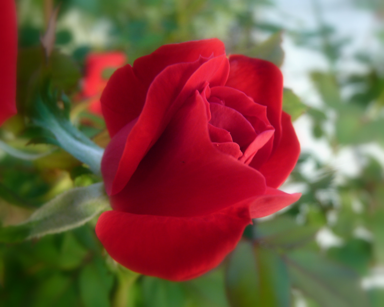 Lo, How A Rose E’er Blooming (Parts) Lewes Voice Works