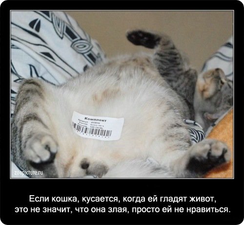 Факты о кошках в картинках