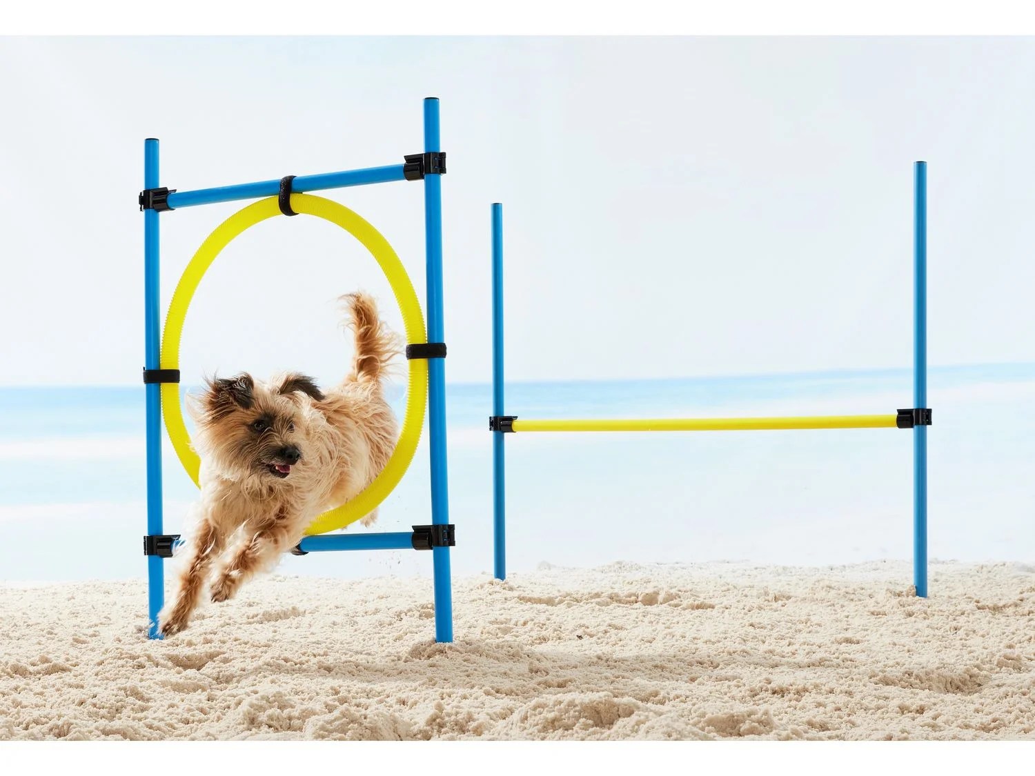 ZOOFARI® Accessoires de dressage pour chien, avec vidéos de formation - Lidl .be