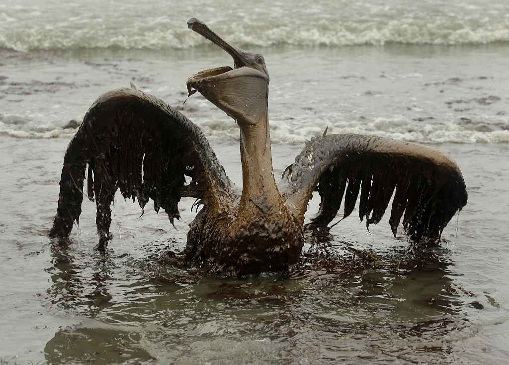 How gulf wildlife is doing 5 years after the deepwater horizon disaster