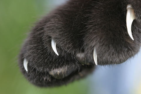 scratching_behavior_in_cats_2 scratching_behavior_in_cats_2