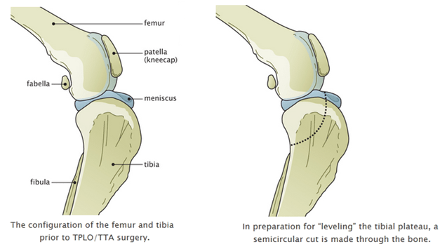 Knee Surgery Information For Dogs Saint Francis Veterinary Center Of South Jersey