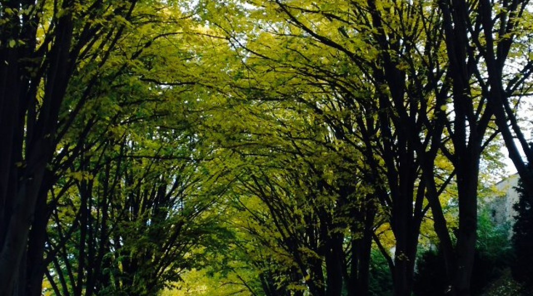 Promenade to Chartres Cathedral