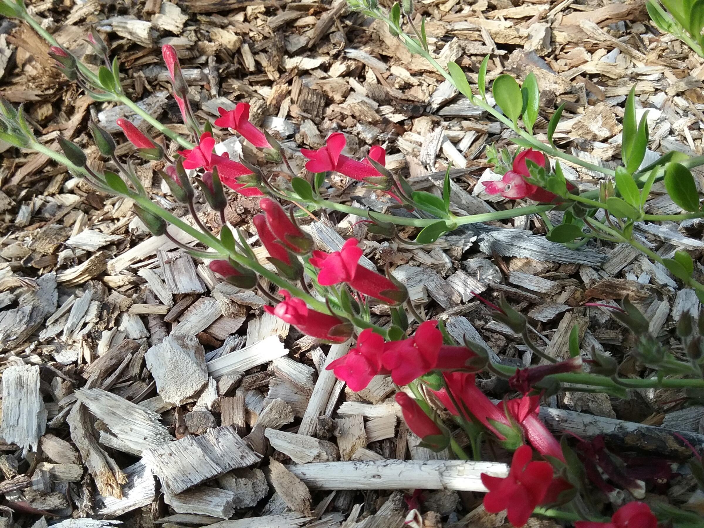 Gambelia speciosa 'Boca Rosa' - Linda Vista Native Plants