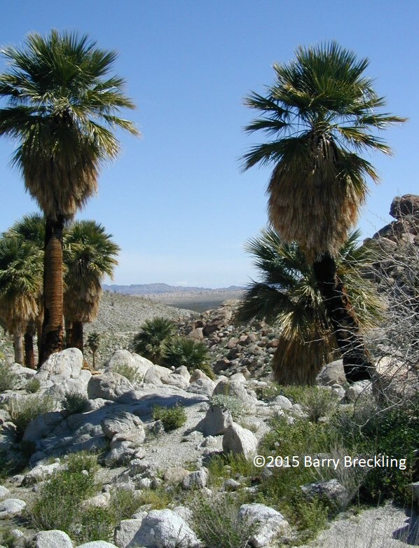Washingtonia filifera - Linda Vista Native Plants