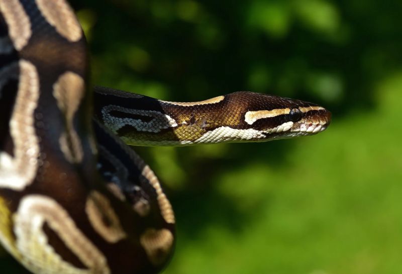 Python Tech Tribune France - Ultra HD Sunset Background - HD